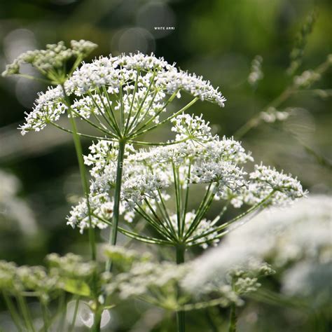 Ammi Visnaga Casablance Seeds White Ammi Lacy Filler Flowers