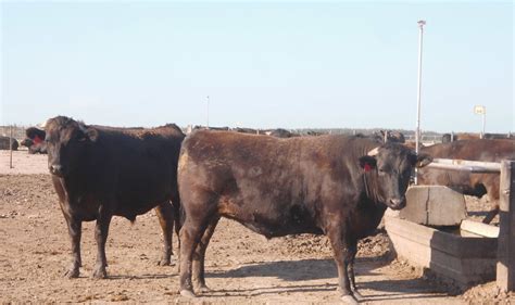 Marfrig Ofrece Beneficios Para La Producci N De La Raza De Ganado Wagyu