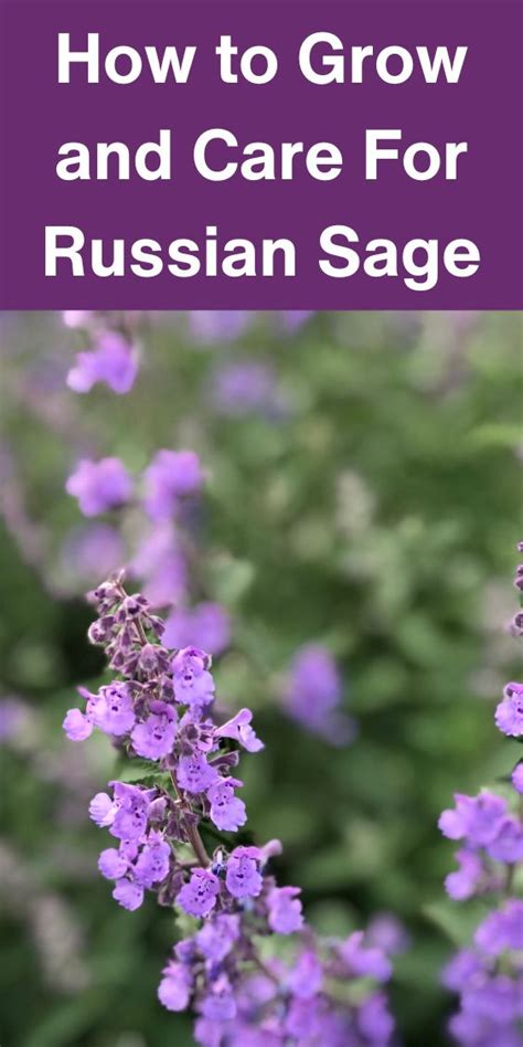 How To Grow And Care For Russian Sage Russian Sage Gardening For