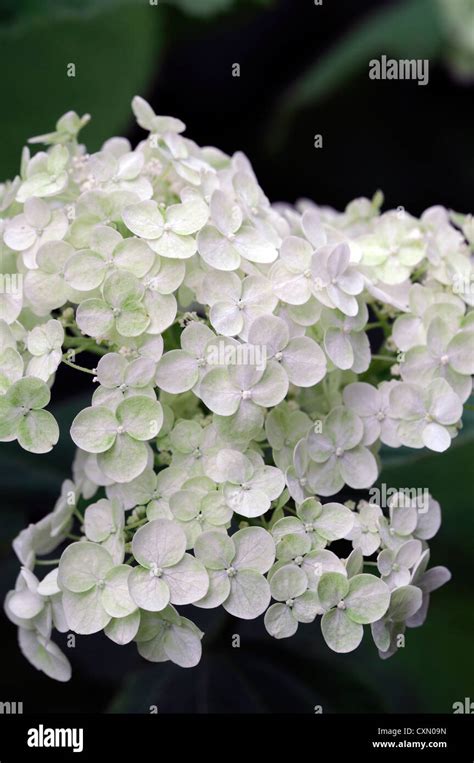 Hydrangea Aspera Subsp Aspera Wei E Blumen Blume Bl Te Bl Te