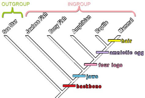 synapomorphy vs symplesiomorphy - Google-søgning | Evolution, Sea star ...