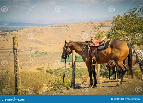 Horse Tie To A Pole In A Ranch At Rural Area Stock Photo Image Of