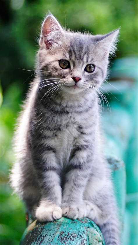 Baby cat, baby animal, ketten, pet, cute, HD phone wallpaper | Peakpx