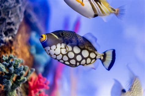 Reef Safe Trigger Fish