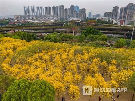 惊艳！福州网红风铃花盛放，霸屏朋友圈