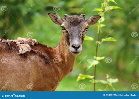 Mouflon Female Portrait Stock Photo Image Of Hunting 120632756