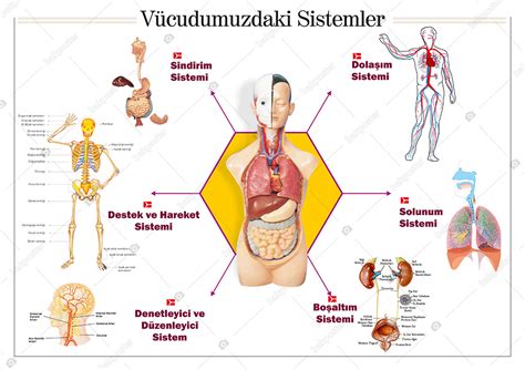 V Cudumuzdaki Sistemler Okul Posteri G Rsel Pano Tablo