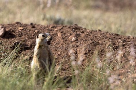 Gunnison S Prairie Dog Cynomys Gunnisoni Stock Image Image Of