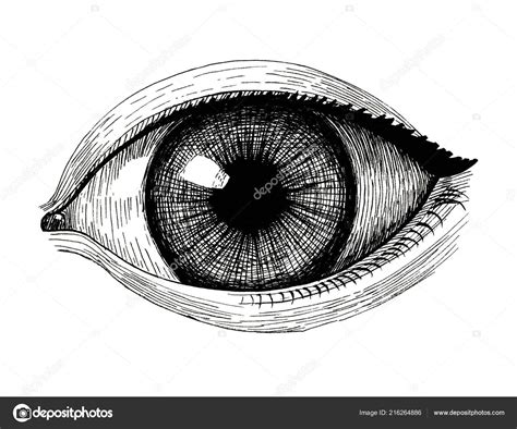 Widely Open Eye Vintage Ink Hand Drawn Illustration Stock Photo By