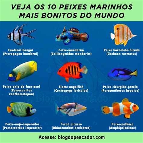 Os 10 Peixes mais bonitos do Mundo Você realmente sabia marketing