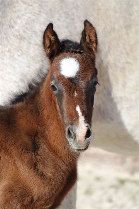 Le Haras Des Coudrettes Naos Star HDC