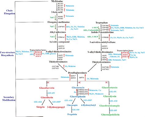 Frontiers Effects Of Plant Hormones Metal Ions Salinity Sugar And