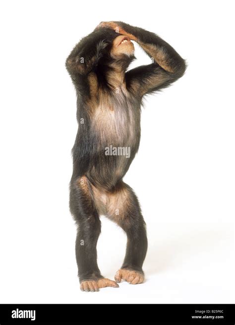 Chimpanzee Pan Troglodytes Standing Upright With Hands Over Its Eyes