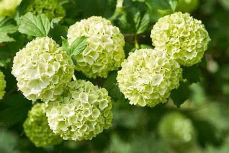 12 Green Flowers to Grow in Your Backyard