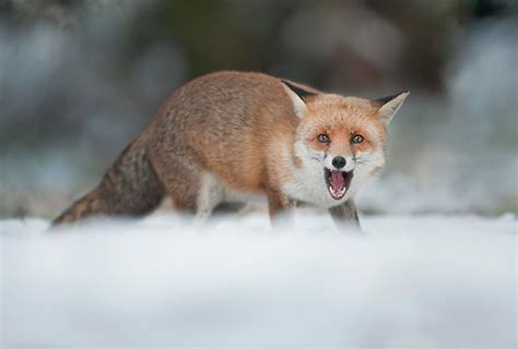 Angry Fox Angry Fox Fox Angry Fox Angry