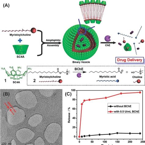 Schematic Illustration Of The Epr Effect Passive Targeting To Tumor Download Scientific