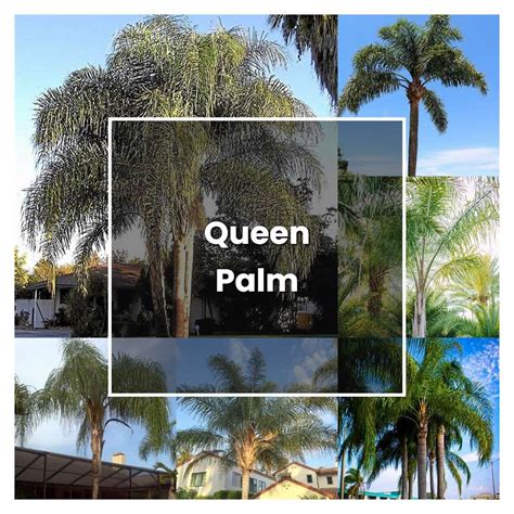 How to Grow Queen Palm - Plant Care & Tips | NorwichGardener