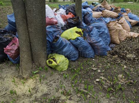 Muchos Bolsos De Basura Con Las Hojas En La Tierra Limpieza Del Follaje