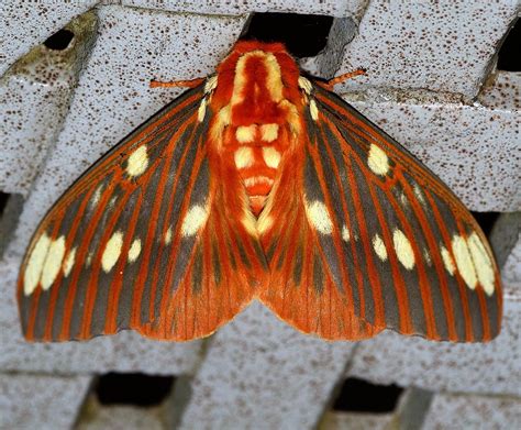 Royal Walnut Moth