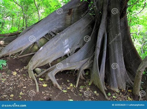 Wide Buttress Of Pterocarpus Dalbergioides Andaman Padauk Andaman