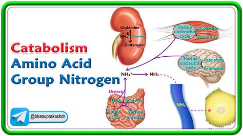 Transamination Oxidative Deamination And Sources Of Ammonia Animation