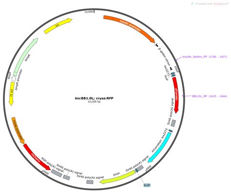 Addgene Ins Mcs Cryaa Rfp