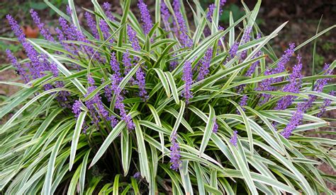 Egg And Death Journal Botanical Name Liriope Muscari Common Name