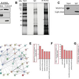 The Identification Of The Proteins Interacting With Cytoplasmic PCNA