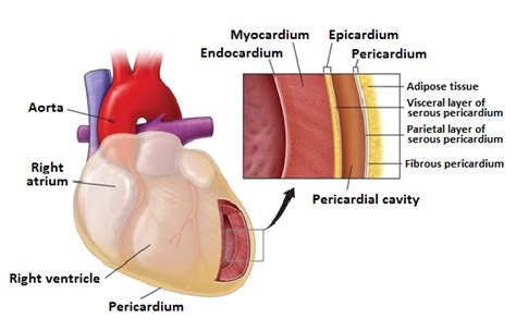 What Is the Endocardium? | MVP Resource | Mitral valve prolapse, Mitral ...