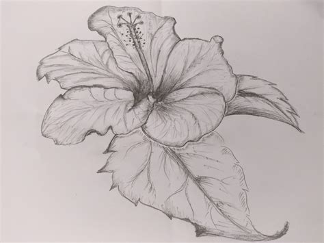 Hibiscus Flower Pencil Drawing