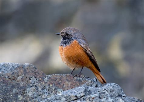 Eastern Black Redstart Britains Wildlife