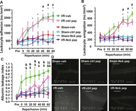 Recruitment Of The Adaptor Protein Nck To PECAM 1 Couples Oxidative