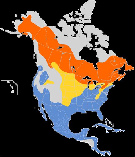 Yellow Rumped Warbler Facts Diet Habitat And Pictures On Animaliabio