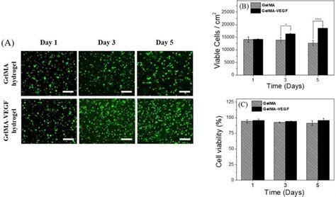 Cell Viability And Proliferation Of GelMA And GelMA VEGF Hydrogel Using