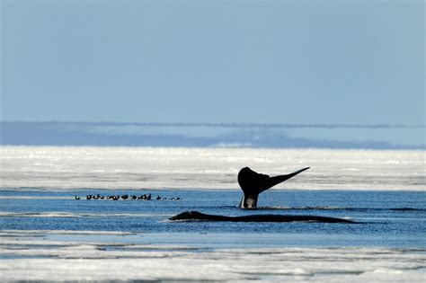 The Mystery of the Oldest Bowhead Whale - Arctic Kingdom