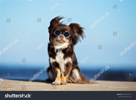 Funny Chihuahua Dog Posing On Beach Stock Photo 1081879181 | Shutterstock