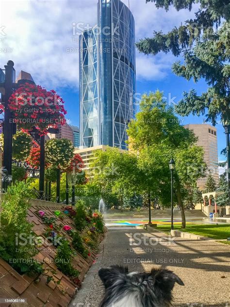 Puppy Ears At Olympic Plaza Stock Photo Download Image Now Calgary