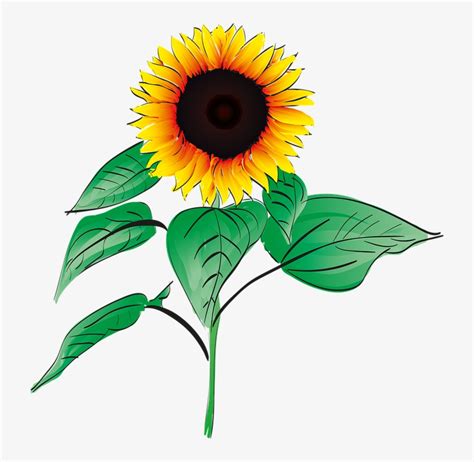 Sunflowers Clipart Bunga Matahari Gambar Vektor Bunga Matahari Png