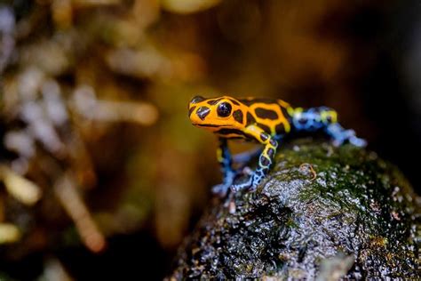The 5 Most Deadly Frogs In The World - AZ Animals