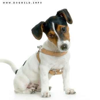 Jack Russell Oferta Dos Por Uno En Lima Viajes Y Turismo 143667