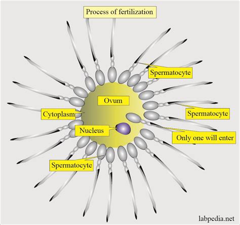 Semen Part 4 Workup Of Infertile Couple Labpedia Net