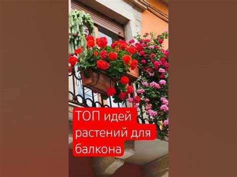 🌿🌟 Самые необычные РАСТЕНИЯ ДЛЯ БАЛКОНА - YouTube