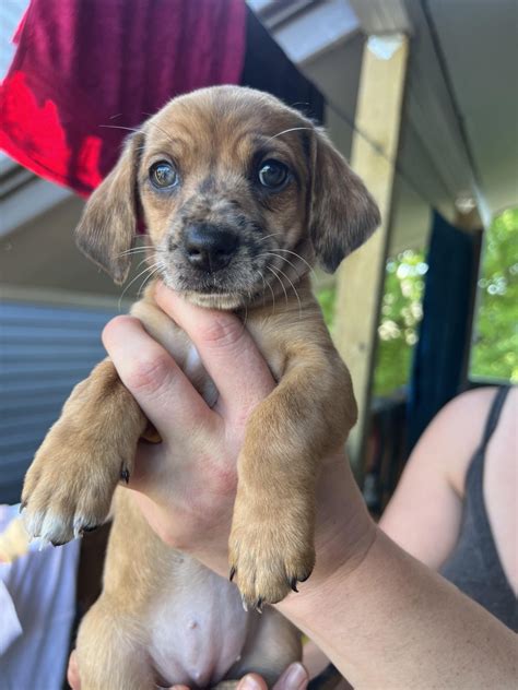 Dachshund Puppies For Sale Portland Or 519737