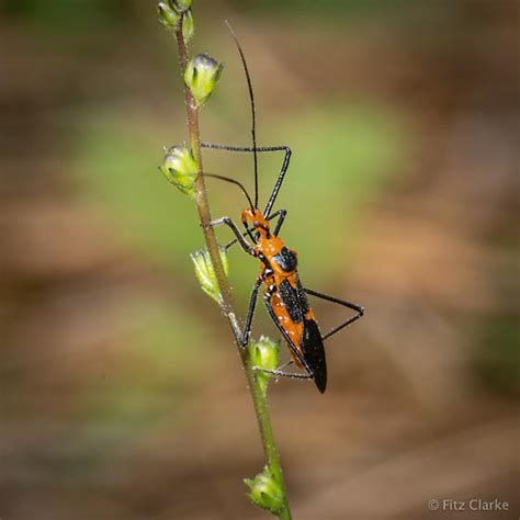 Reduviidae Assassin Bug Zelus Longipes Bugguide