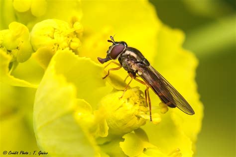 les naturalistes de lobservatoire du patrimoine naturel du gard en