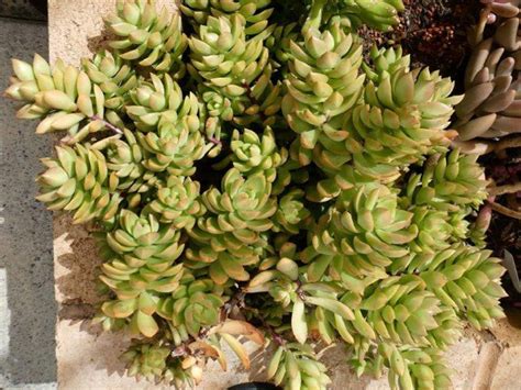 Sedum Golden Glow World Of Succulents