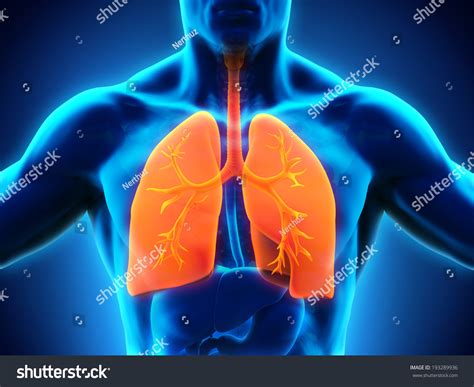 Human Respiratory System Stock Illustration 193289936 - Shutterstock