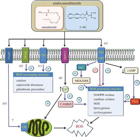 Of Pathways Implicated In The Regulation Of Ros Production By The Ecs