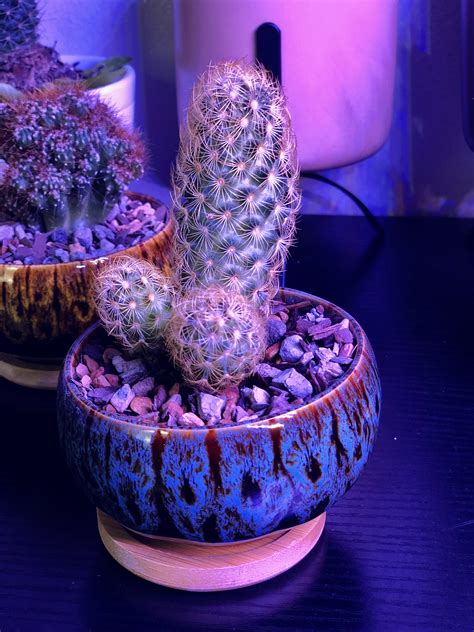 I don’t normally name my cacti, but this one needs a good name : r/Dildont
