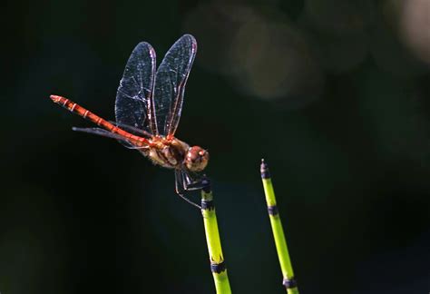 Free Images Wing Fauna Invertebrate Close Up Transparent